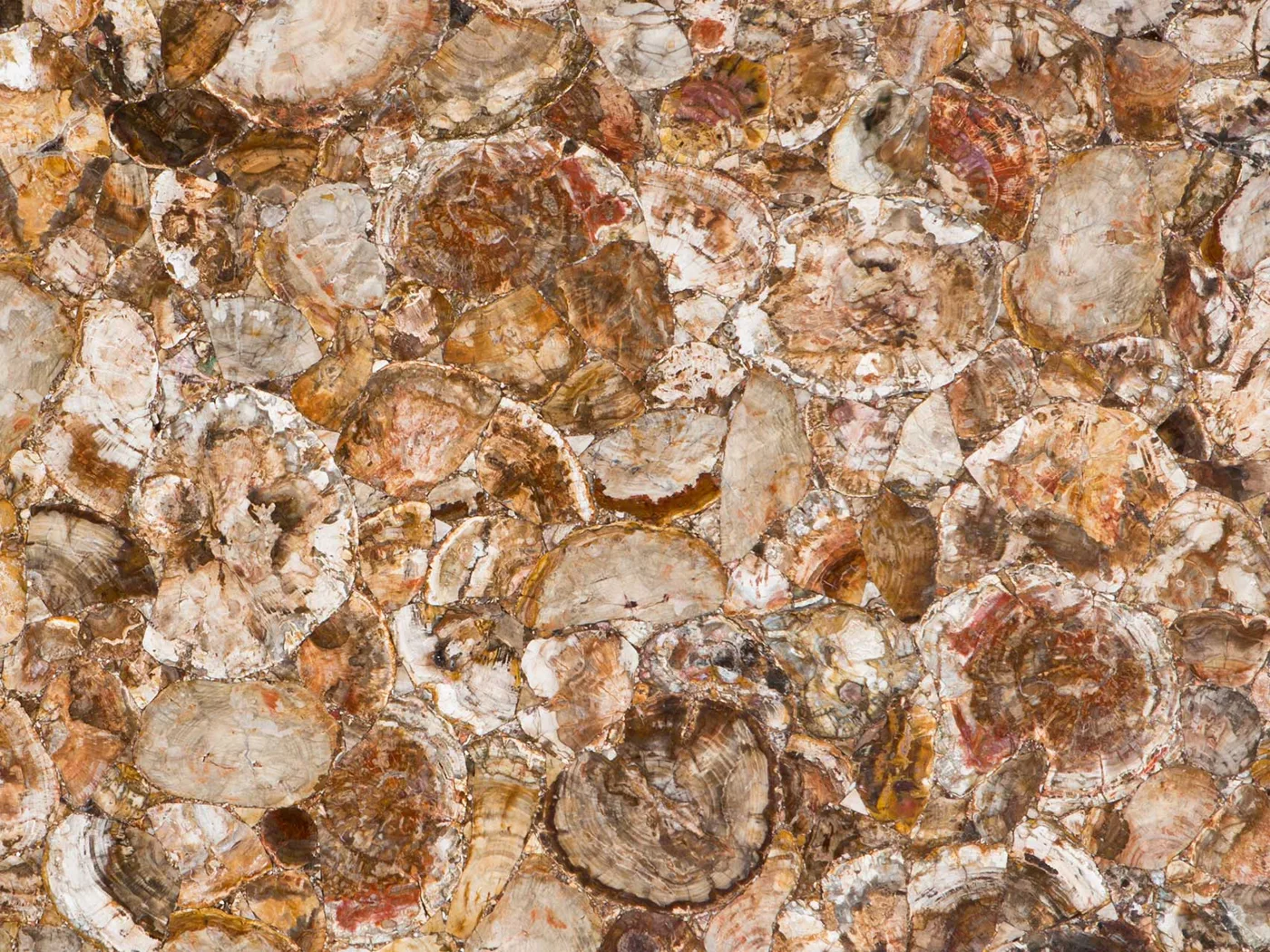 African Petrified Wood · pietre semipreziose