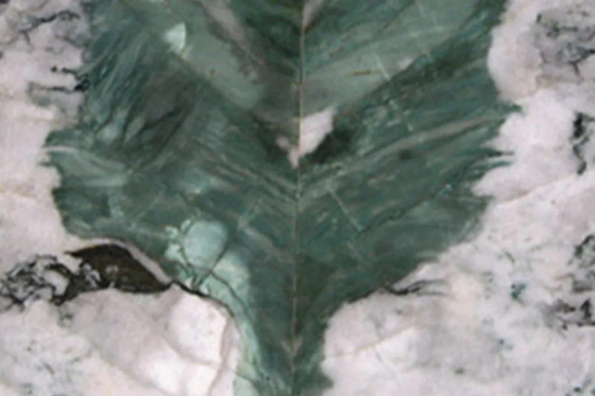 Botanic Wave · quarzite verde · campione