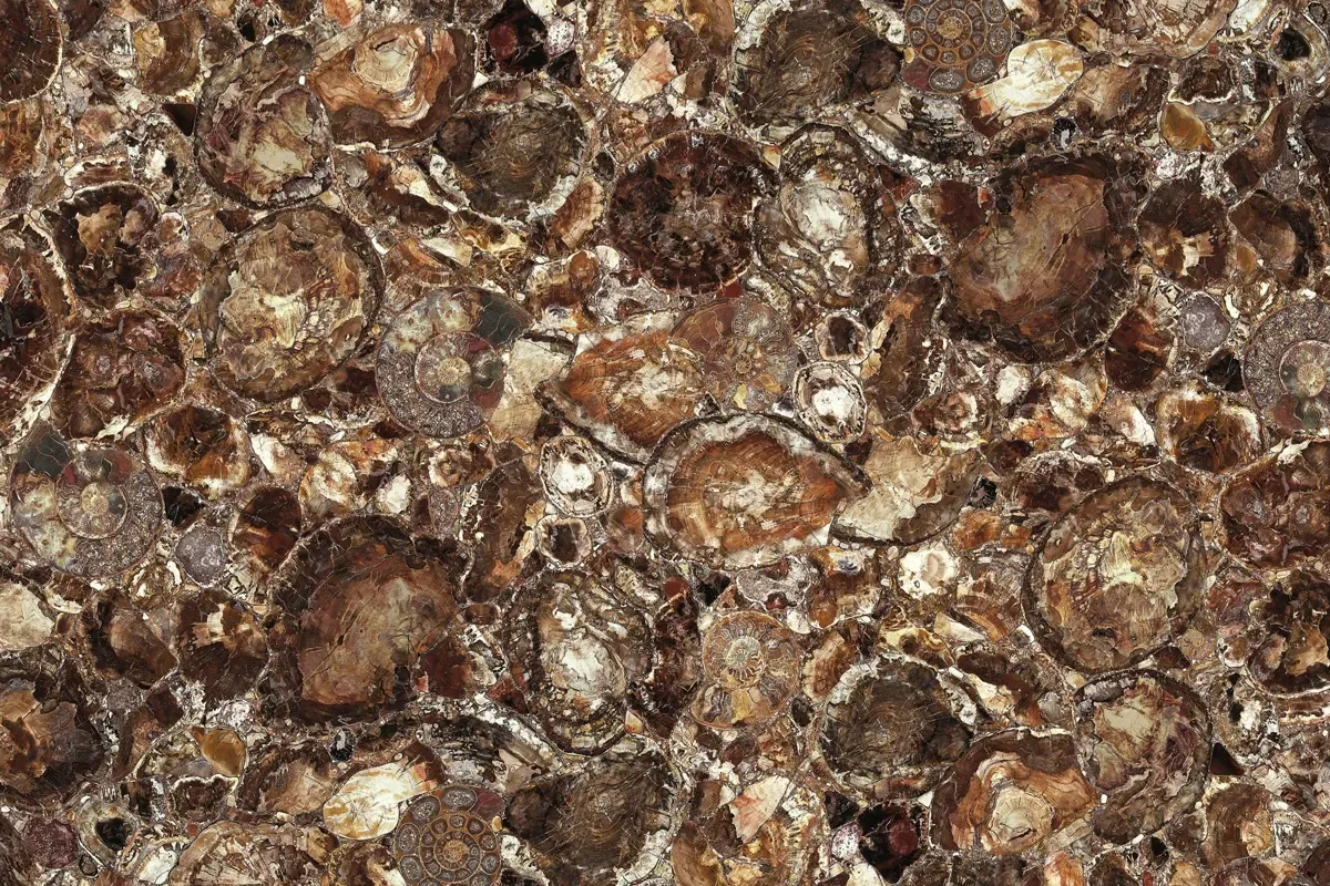 Brown Petrified Wood · marm