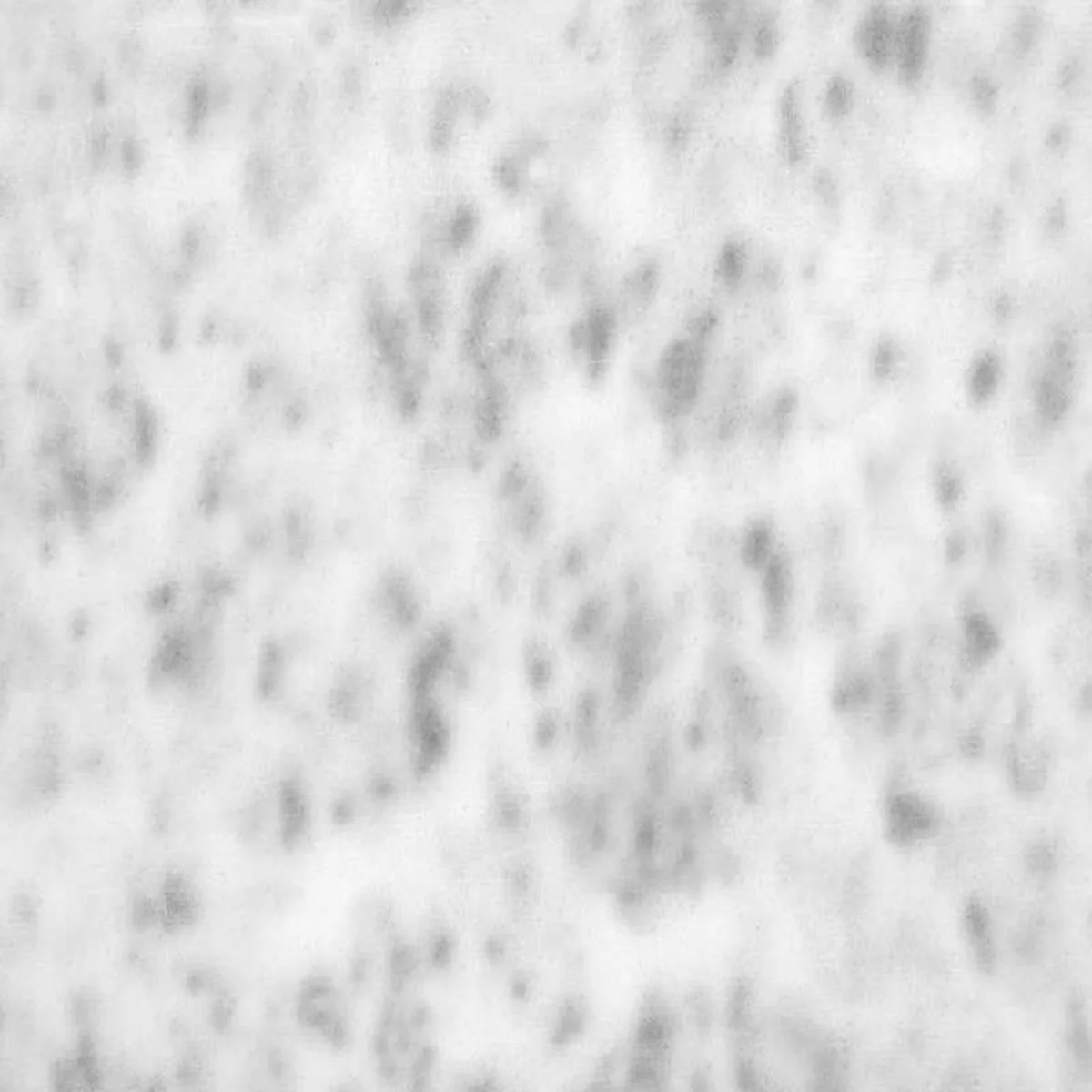 Dalmata · marm