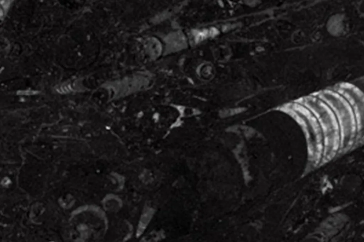 Fossil Black · marmo nero · campione