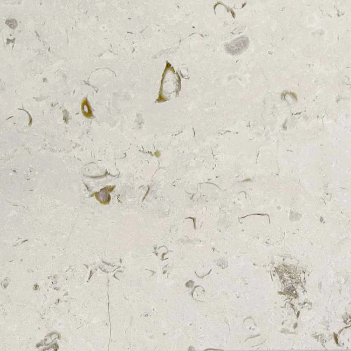 Fossil White · marm