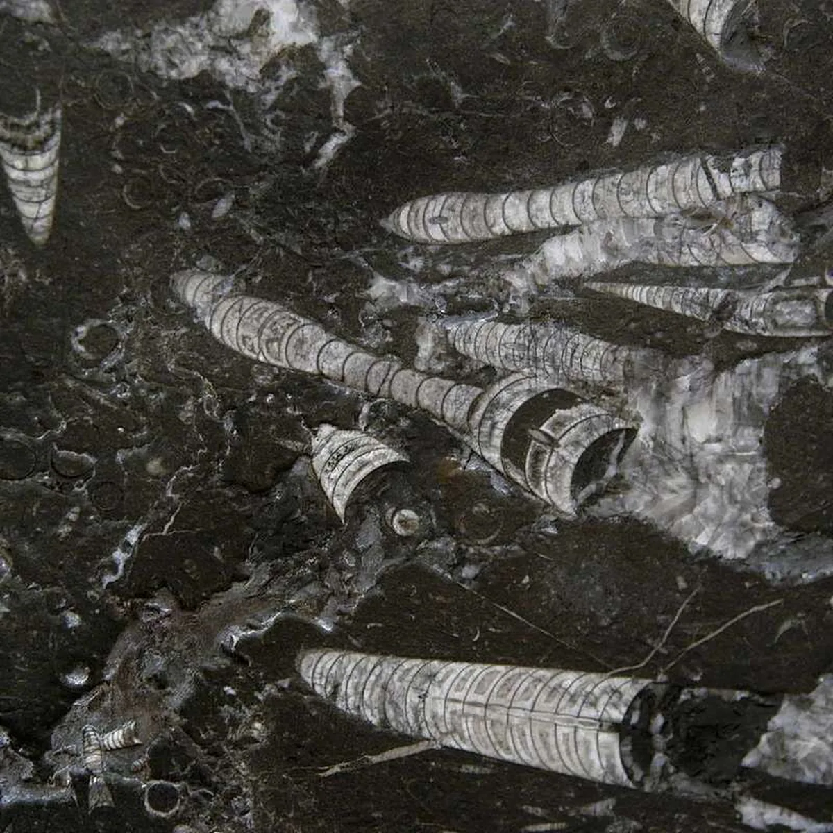 Fossile Nero · marm