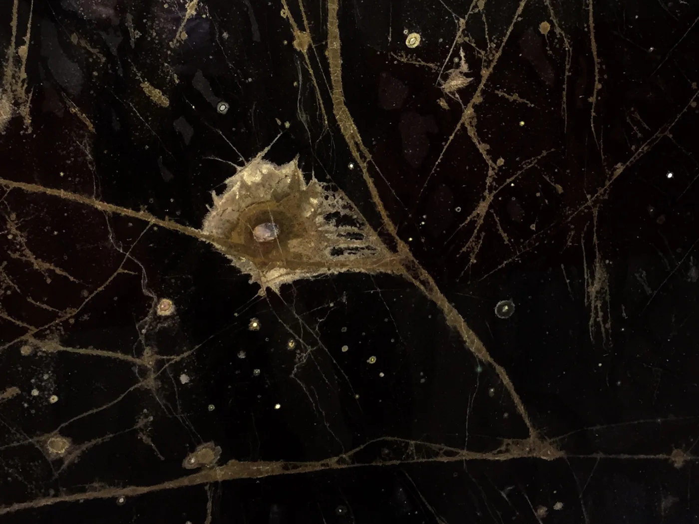 Luce di Agate · quarzite marrone · campione