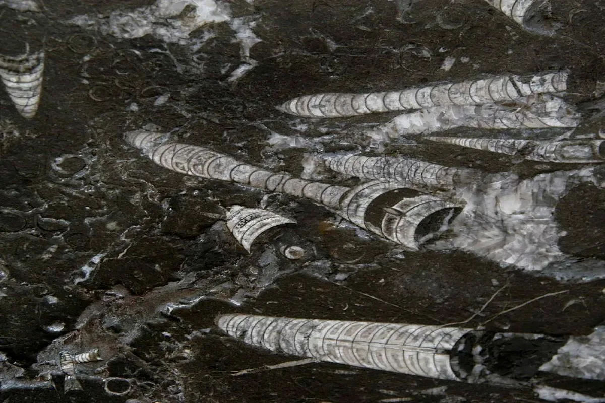 Nero Fossile · marmo · foto 2