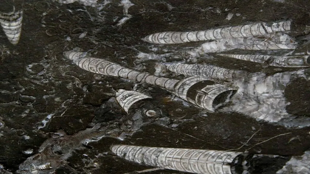 Nero Fossile · marmo · foto 3