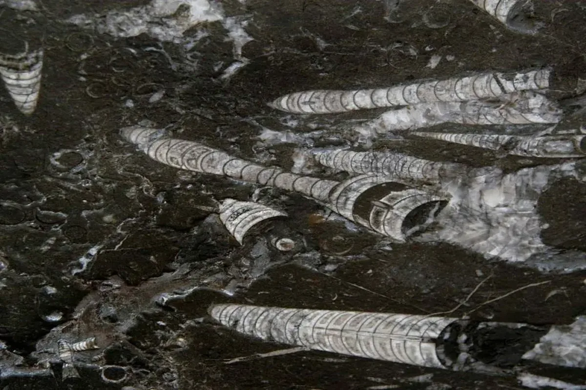 Nero Fossile · marmo · foto 4